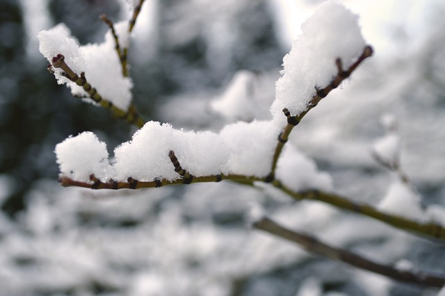 Free Snow Cold photo and picture