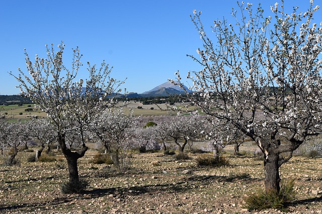 Free Almond Blossoms Almond Tree photo and picture