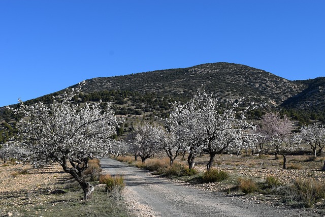 Free Almond Blossoms Flower Wallpaper photo and picture