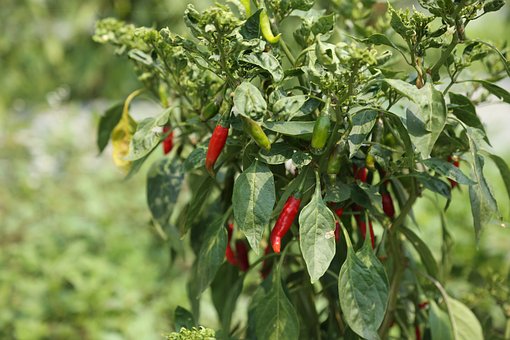 Free Chili Plant Plant photo and picture