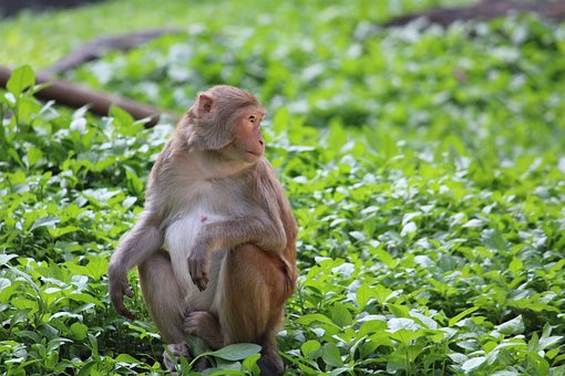 Free Monkey Wildlife photo and picture