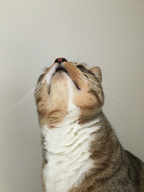 Free Cat Animal photo and picture