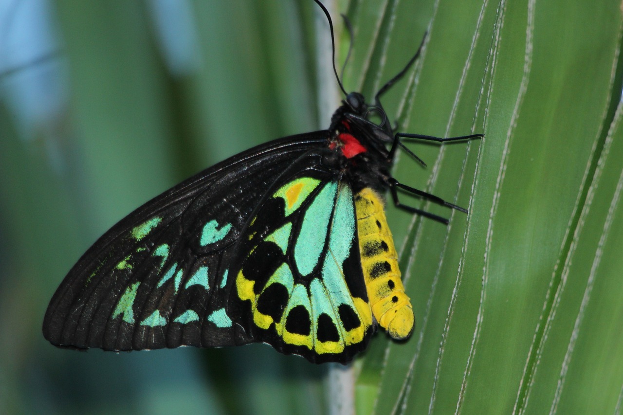 Butterfly - free online jigsaw puzzle photo