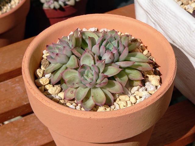 Free Succulent Plants Echeveria photo and picture