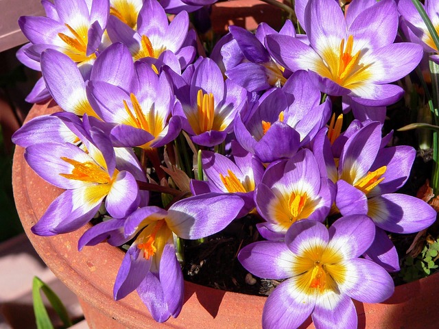 Free Saffron Flower photo and picture