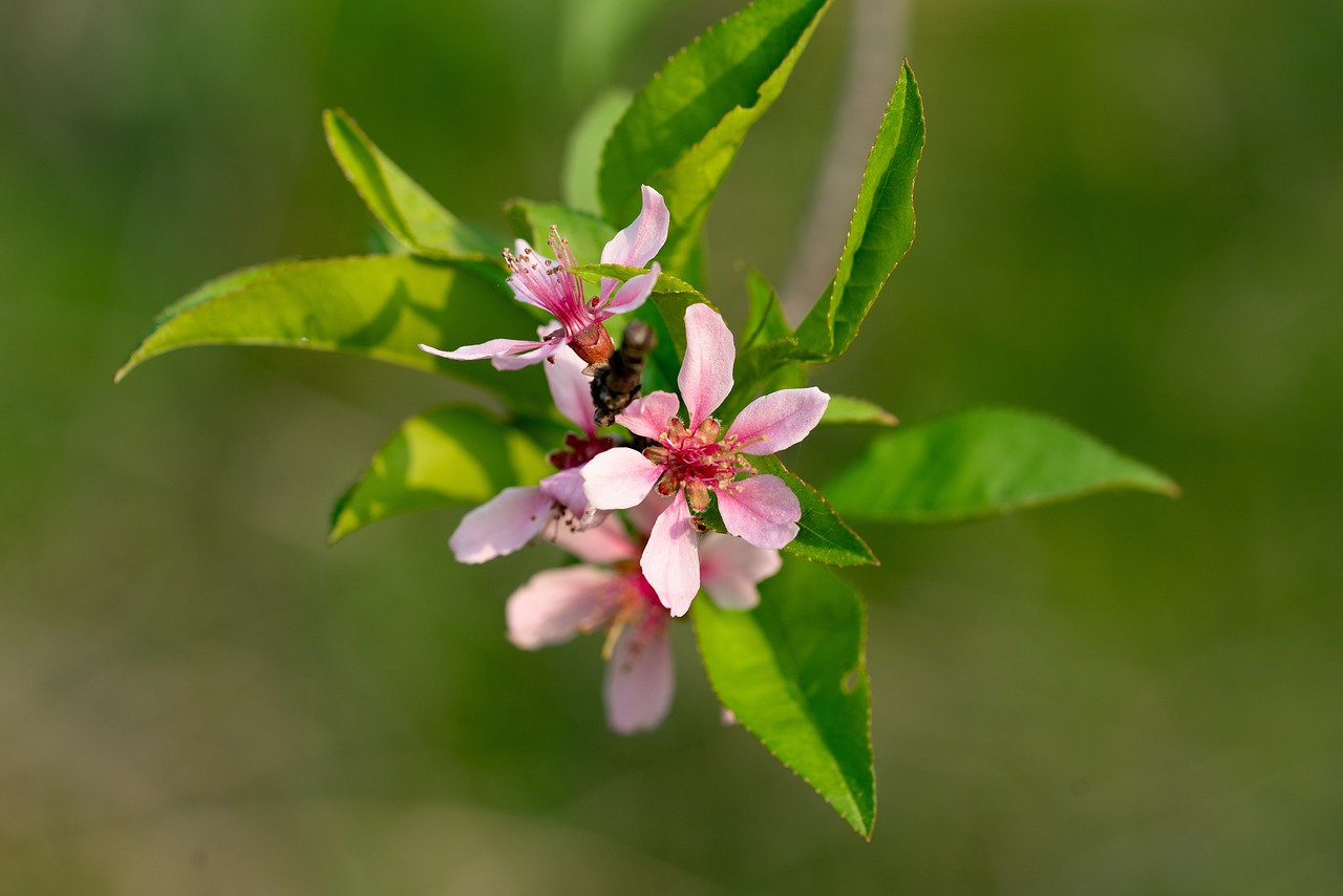 花 颜色 开花 - Pixabay上的免费照片 - Pixabay