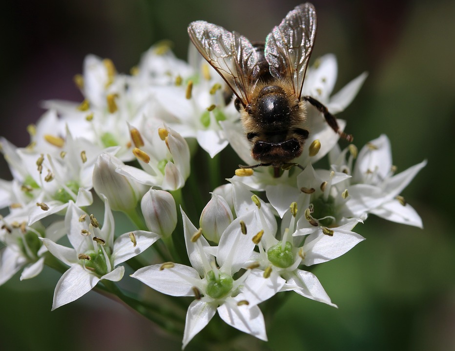 pollination-honeybee-feeding-free-photo-on-pixabay