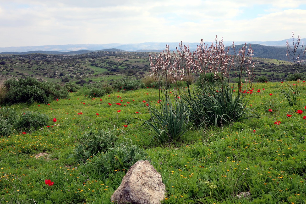 Israel Spring 300,000+ Free Israel Wallpaper & Israel Images - Pixabay