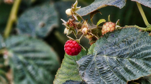 Free Raspberry Berry photo and picture