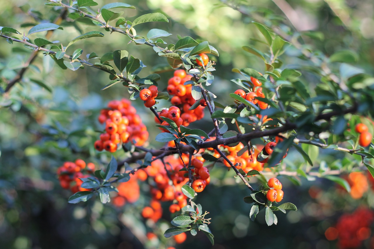 浆果 花卉 性质 - Pixabay上的免费照片 - Pixabay