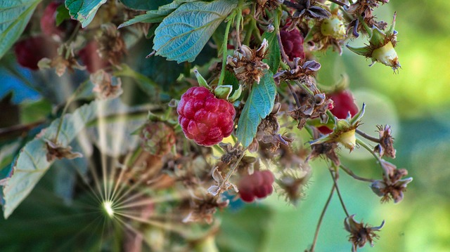 Free Raspberry Nature photo and picture