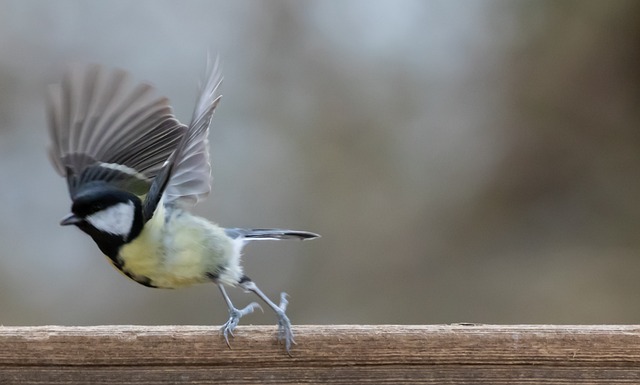 Free Great Tit Small Bird photo and picture