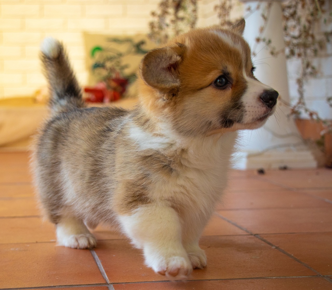 Puppy Corgi Welsh Free Photo On Pixabay Pixabay