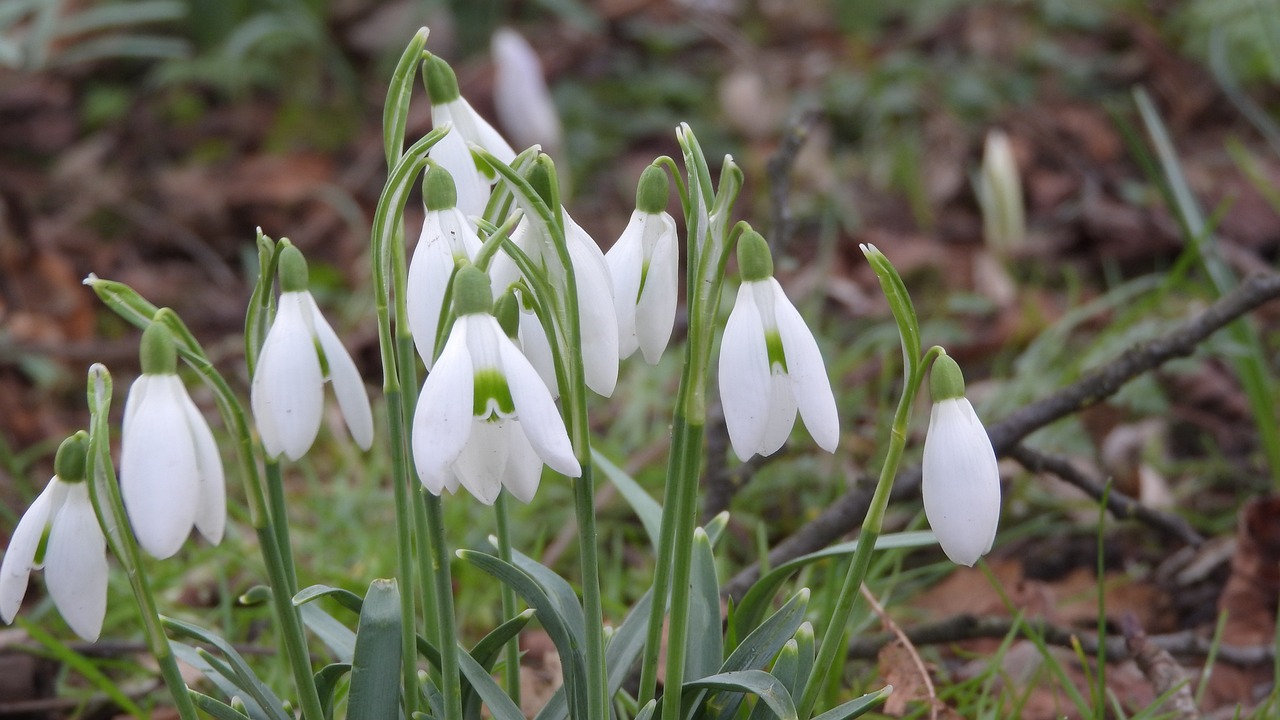 Snowdrops Spring Flowers White Free photo on Pixabay Pixabay
