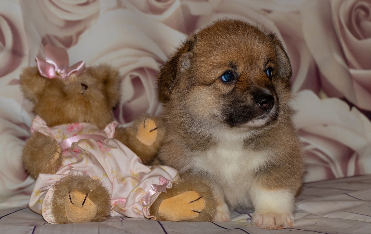 Chiot Corgi Welsh - Photo gratuite sur Pixabay - Pixabay