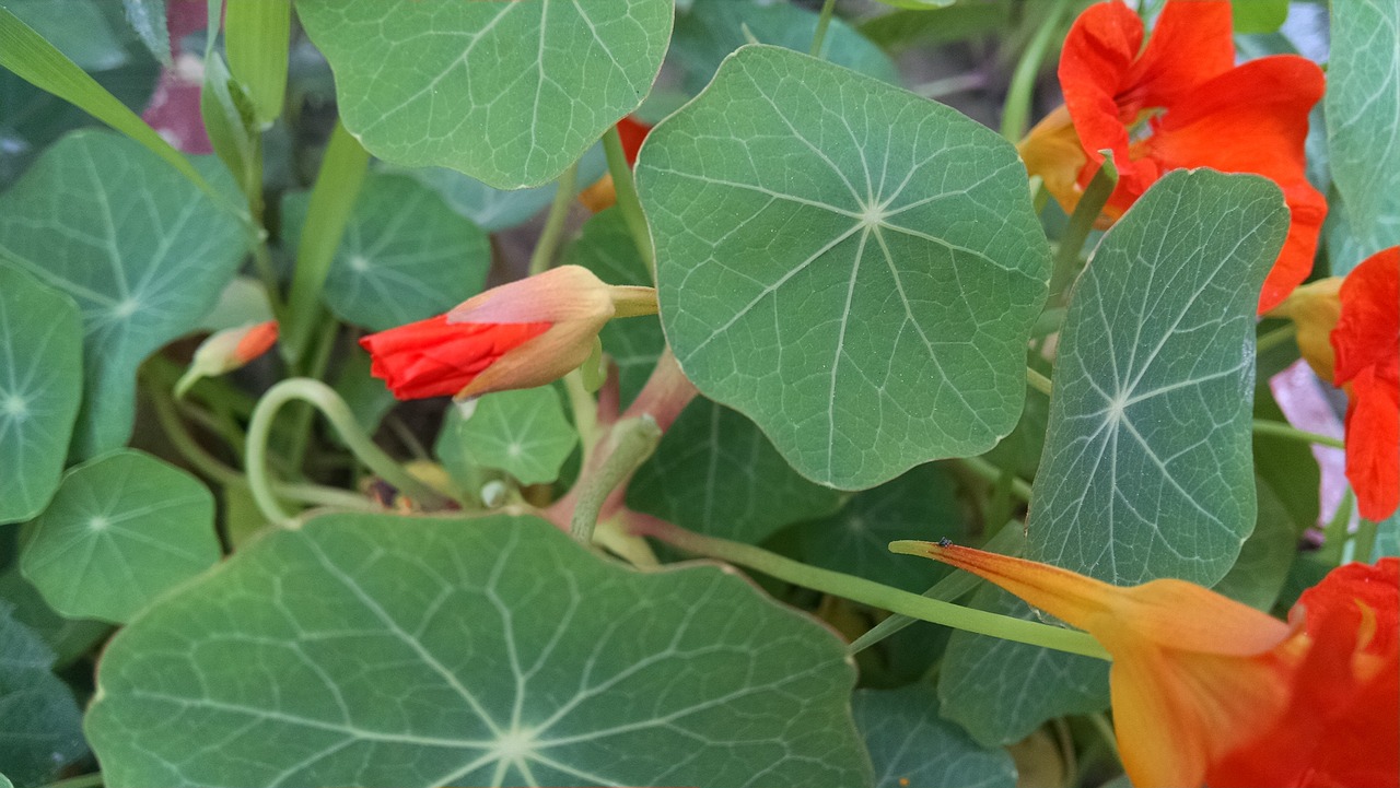 Wow - free online jigsaw puzzle photo