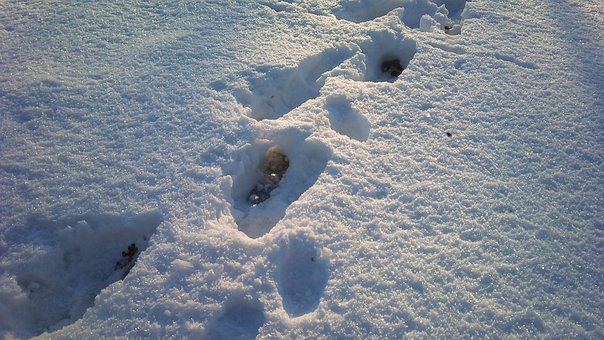 Free Footprint Snow photo and picture