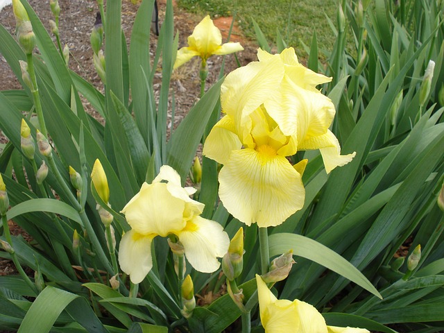 Free Iris Bloom photo and picture