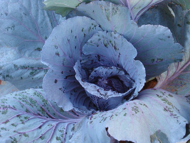 Free Cabbage Garden photo and picture