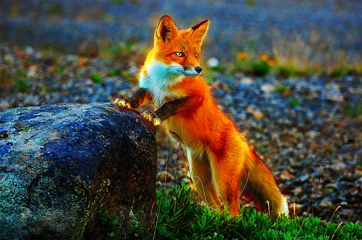 Free Cartoon Fox photo and picture