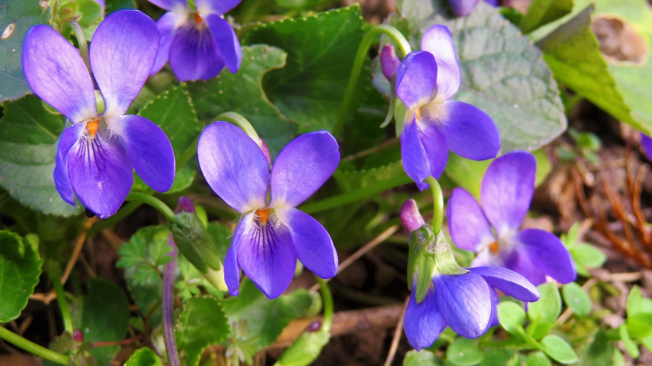 Violet Blue Flower Free photo on Pixabay Pixabay