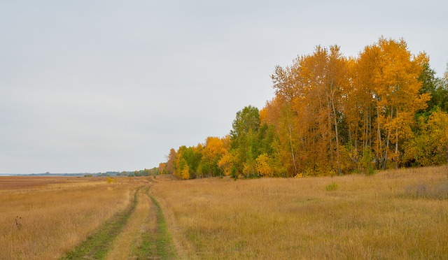 Free Autumn Forest photo and picture