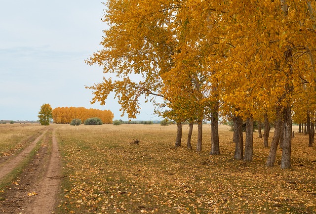 Free Autumn Forest photo and picture