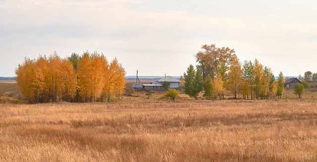Free Autumn Forest photo and picture