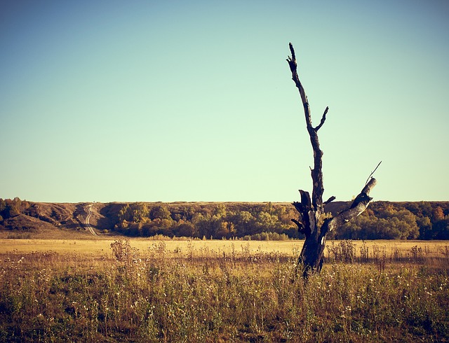 Free Autumn Tree photo and picture