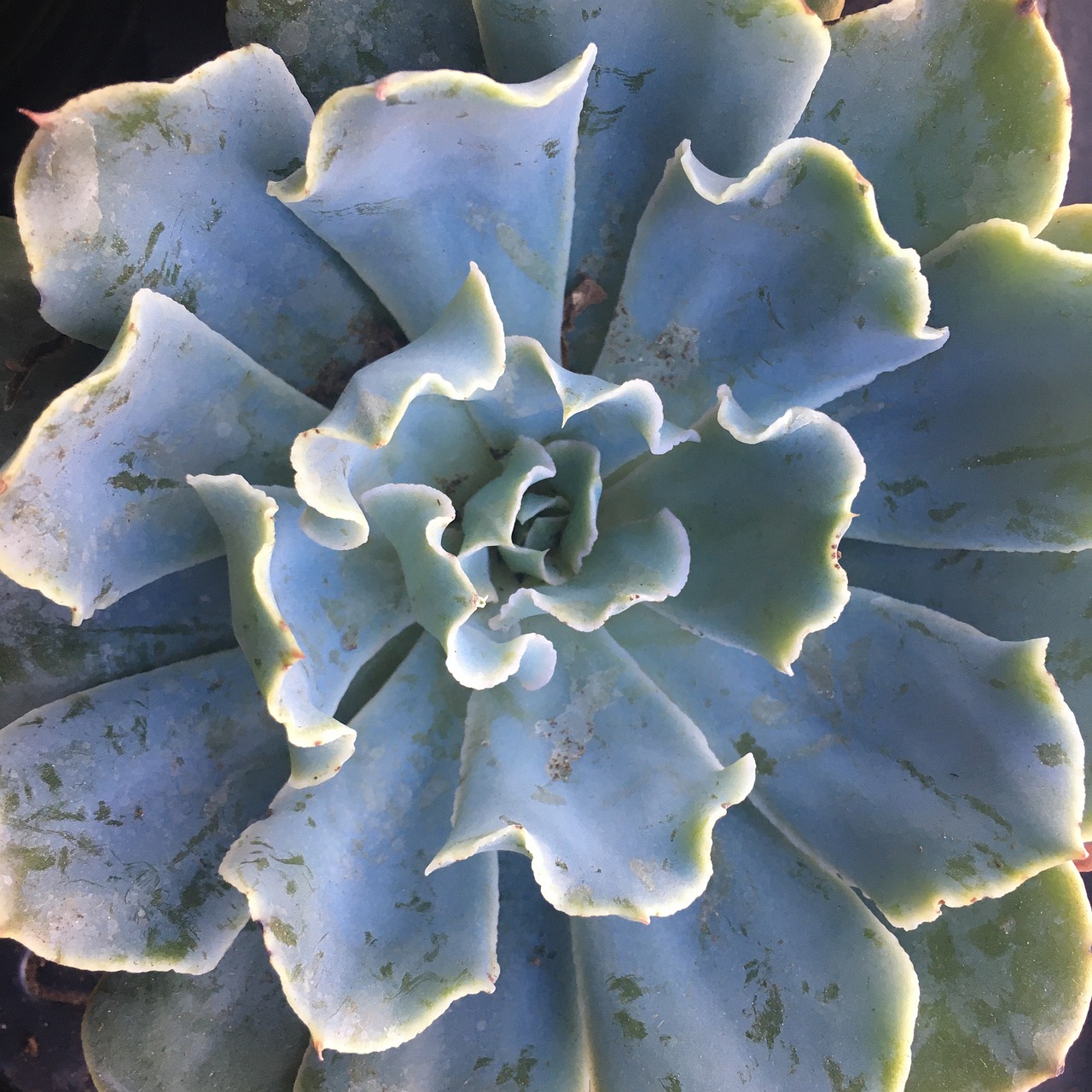 300+ Free Ruffle & Nature Images - Pixabay