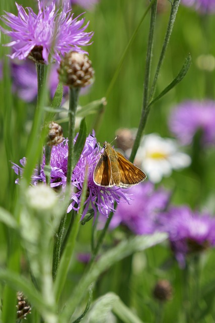 Free Butterfly Meadow photo and picture