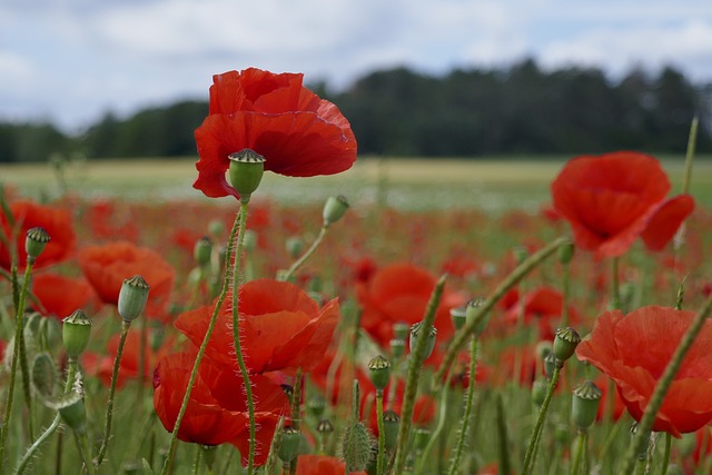 Free Poppy Field photo and picture