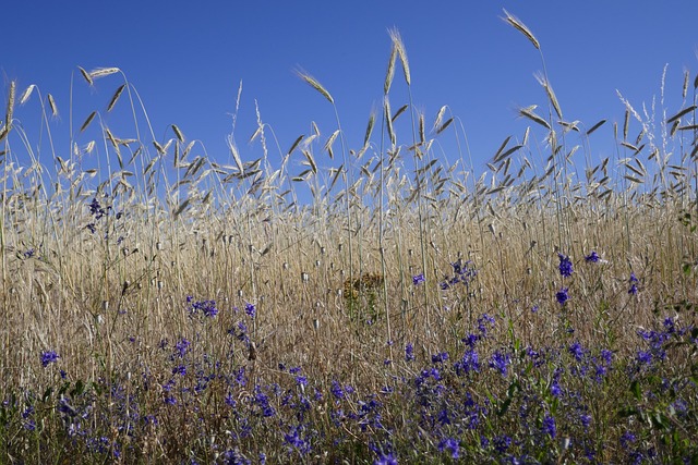 Free Field Beautiful Flowers photo and picture