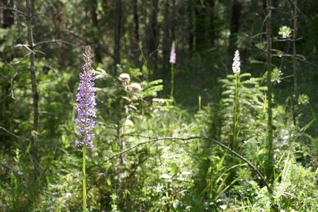 Free Forest Wild Orchid photo and picture