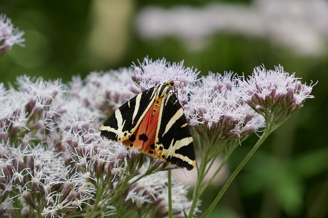 Free Butterfly Russian Bear photo and picture
