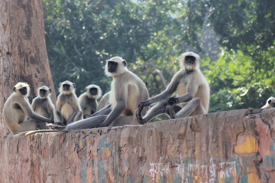 Monkey Langur Langoor - Free photo on Pixabay - Pixabay