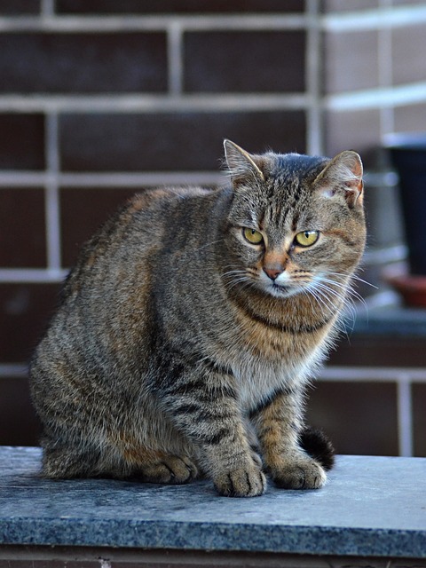 Free Cat Tabby Cat photo and picture
