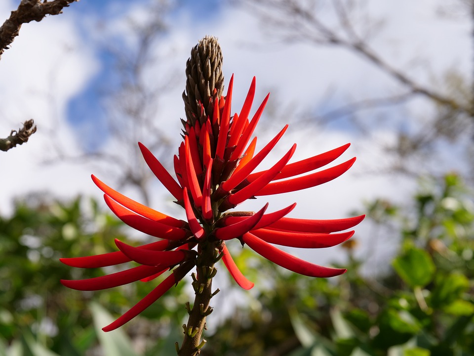 From Levadas to Laurisilva: A Nature Lover’s Guide to Madeira