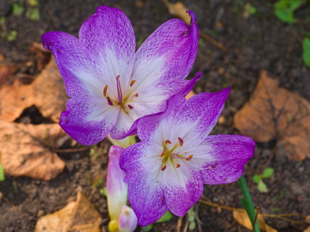 60+ Free Colchicum & Autumn Crocus Images - Pixabay