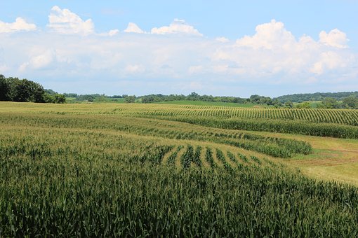 Shenandoah-Tal, Virginia, Mais, Wiesen