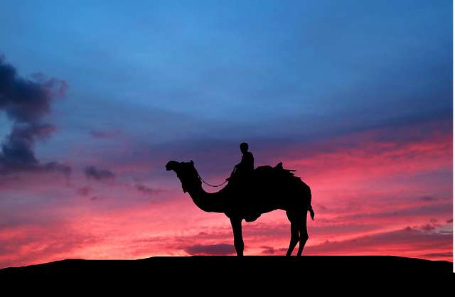 Free sunset camel desert illustration