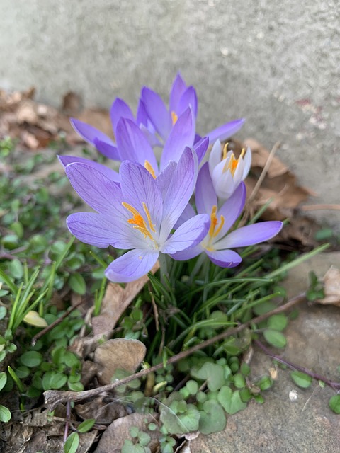 Free Crocus Flower photo and picture