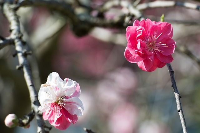Cereza, Flores, Florece, Primavera