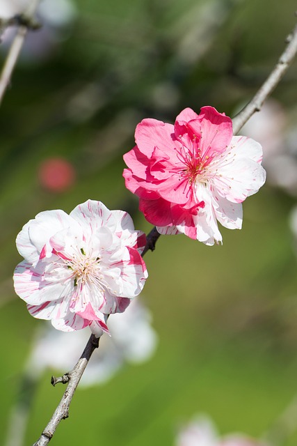 Cereza, Flores, Florece, Primavera