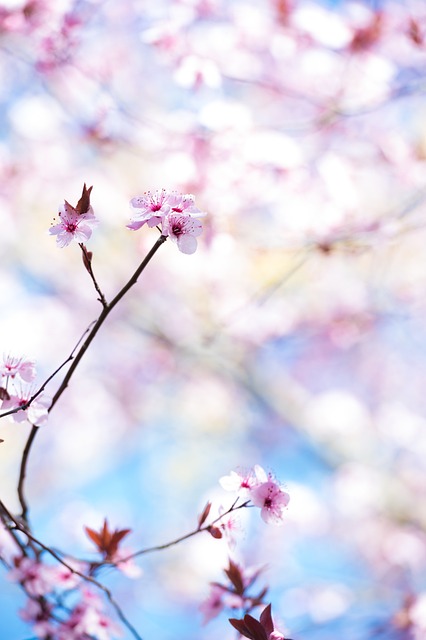 Cereza, Hermoso Fondo De Pantalla