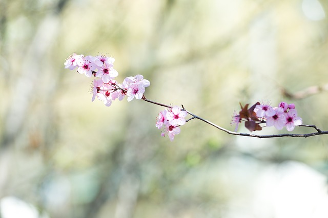 Cereza, Flores, Fondo De Pantalla 4K