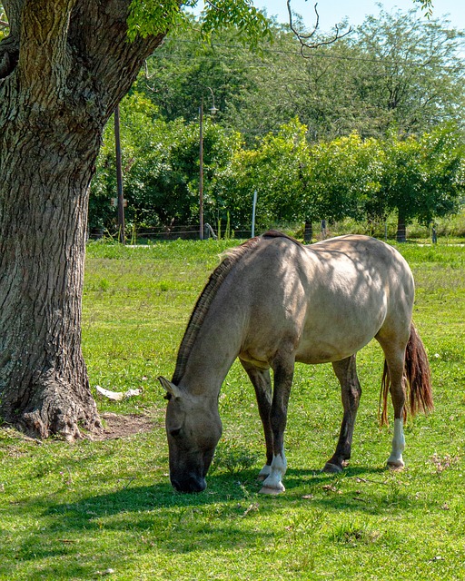 Pferd, Baum, Natur, Tier, Bauernhof