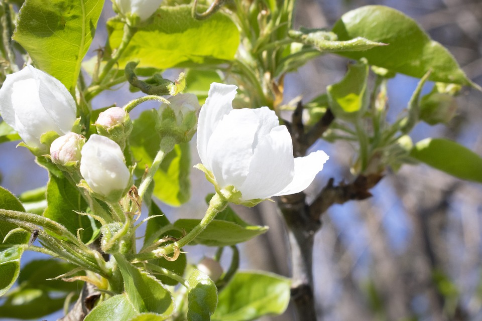 Apple Tree Flowers Bud Free Photo On Pixabay Pixabay Apple Tree Flowers Bud Free Photo On Pixabay Pixabay