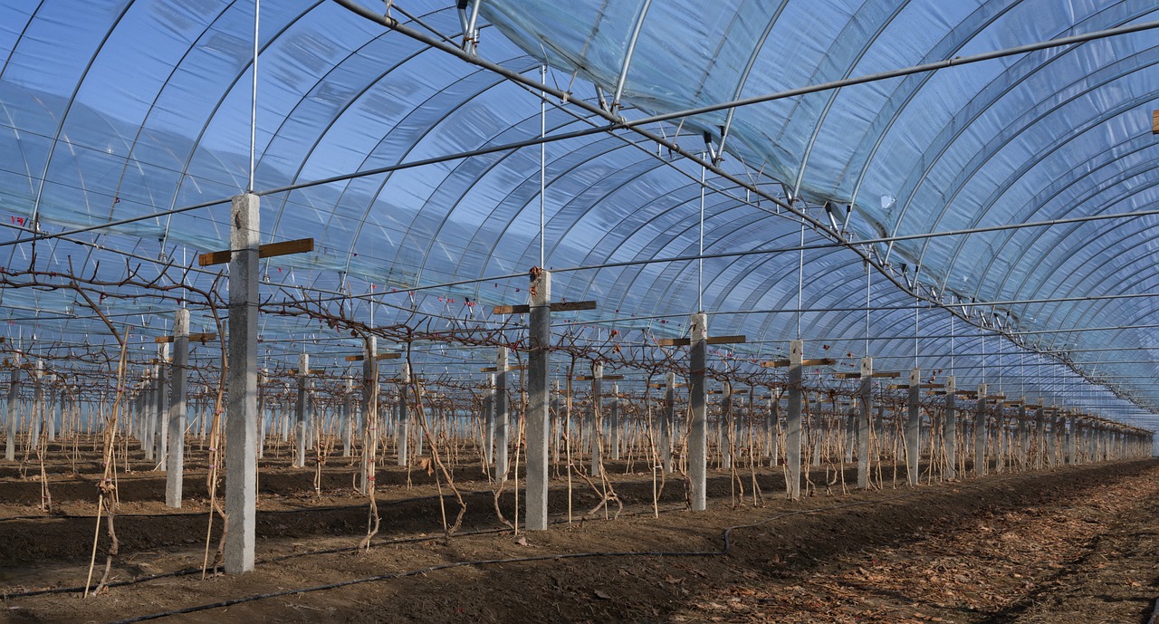 Greenhouse - free online jigsaw puzzle photo