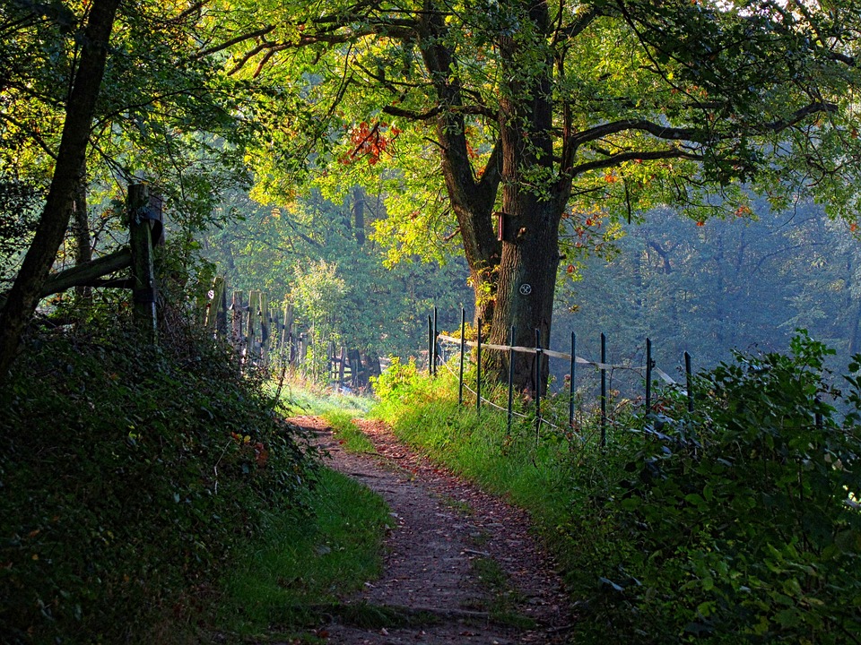 Path Trees Landscape - Free photo on Pixabay - Pixabay